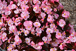 Nightife Pink Begonia (Begonia 'Nightlife Pink') at Stonegate Gardens