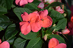 Beacon Coral Impatiens (Impatiens walleriana 'PAS1413664') at Lakeshore Garden Centres