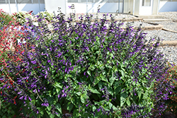 Purple & Bloom Sage (Salvia 'Purple & Bloom') at Stonegate Gardens
