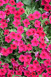Wave Carmine Velour Petunia (Petunia 'PAS1302763') at Stonegate Gardens