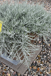 Silver Threads Curry Bush (Helichrysum 'Silver Threads') at Stonegate Gardens