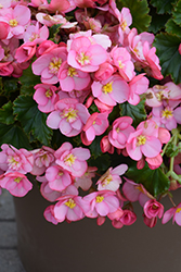 Dreams Garden MacaRose Begonia (Begonia 'Macarose') at Lakeshore Garden Centres