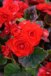 Carmen Red Begonia (Begonia x hiemalis 'Carmen Red') at Stonegate Gardens