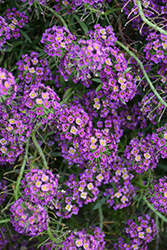 Stream Purple Sweet Alyssum (Lobularia maritima 'Stream Purple') at Stonegate Gardens