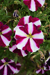 Amore Fluttering Heart Petunia (Petunia 'Amore Fluttering Heart') at Stonegate Gardens