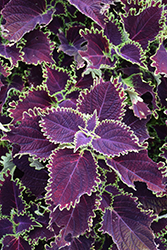 ColorBlaze Wicked Witch Coleus (Solenostemon scutellarioides 'Wicked Witch') at Stonegate Gardens