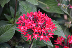 Sunstar Red Egyptian Star Flower (Pentas lanceolata 'Sunstar Red') at Stonegate Gardens