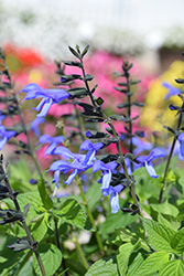 Rockin' Blue Suede Shoes Salvia (Salvia 'BBSAL01301') at Stonegate Gardens