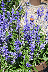 Unplugged So Blue Salvia (Salvia farinacea 'G14251') at Stonegate Gardens