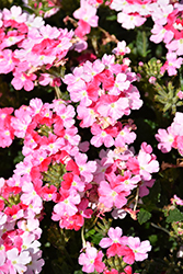 Superbena Sparkling Rose Verbena (Verbena 'RIKAV52102') at Stonegate Gardens