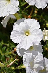 Success! White Petunia (Petunia 'Success! White') at Stonegate Gardens