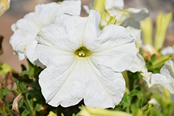Success! 360 White Petunia (Petunia 'Success! 360 White') at Stonegate Gardens