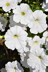Easy Wave White Petunia (Petunia 'Easy Wave White') at The Mustard Seed
