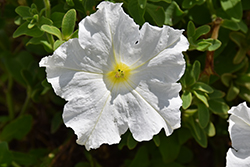 Pretty Flora White Petunia (Petunia 'Pretty Flora White') at Stonegate Gardens