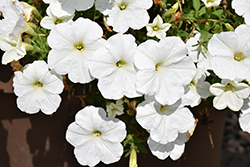 Sanguna Patio White Petunia (Petunia 'Sanguna Patio White') at Stonegate Gardens