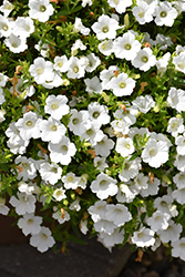 Blanket White Petunia (Petunia 'Bluette White') at Stonegate Gardens