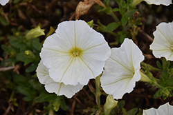 QT White Petunia (Petunia 'QT White') at Wallitsch Nursery And Garden Center
