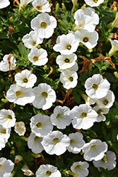 Piccola White Petunia (Petunia 'Piccola White') at Stonegate Gardens