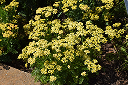 Milly Rock Yellow Yarrow (Achillea millefolium 'FLORACHYEo') at Stonegate Gardens