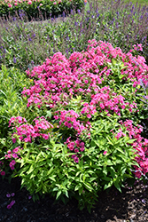 Ka-Pow Pink Garden Phlox (Phlox paniculata 'Balkapopink') at Stonegate Gardens
