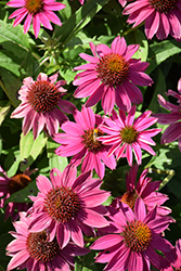 PowWow Wild Berry Coneflower (Echinacea purpurea 'PowWow Wild Berry') at Lakeshore Garden Centres