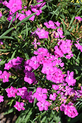 Rockin' Purple Pinks (Dianthus 'PAS1350219') at Stonegate Gardens