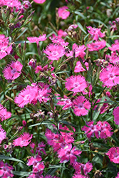 Rockin' Rose Pinks (Dianthus 'PAS1350215') at Lakeshore Garden Centres