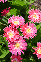 Garvinea Sweet Memories Gerbera (Gerbera 'Garvinea Sweet Memories') at Lakeshore Garden Centres
