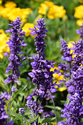 Fahrenheit Violet Salvia (Salvia farinacea 'Fahrenheit Violet') at Stonegate Gardens