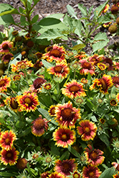Arizona Sun Blanket Flower (Gaillardia x grandiflora 'Arizona Sun') at Lakeshore Garden Centres