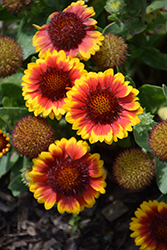 Barbican Yellow Red Ring Blanket Flower (Gaillardia aristata 'Barbican Yellow Red Ring') at Lakeshore Garden Centres