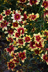 Red Enchanted Eve Tickseed (Coreopsis 'Red Enchanted Eve') at Stonegate Gardens