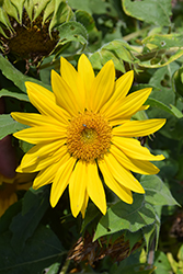 Suntastic Yellow with Clear Center Sunflower (Helianthus 'Suntastic Yellow with Clear Center') at Stonegate Gardens