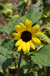 Suntastic Yellow with Black Center (Helianthus 'Suntastic Yellow with Black Center') at Stonegate Gardens