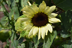 ProCut Lemon Sunflower (Helianthus annuus 'ProCut Lemon') at Stonegate Gardens
