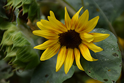 Firecracker Sunflower (Helianthus annuus 'Firecracker') at Stonegate Gardens