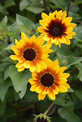 Sunbelievable Brown Eyed Girl Helianthus (Helianthus annuus 'TMSNBLEV01') at Stonegate Gardens