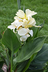 South Pacific White Canna (Canna 'South Pacific White') at Stonegate Gardens