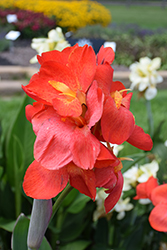 South Pacific Scarlet Canna (Canna 'South Pacific Scarlet') at Stonegate Gardens