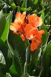 South Pacific Orange Canna (Canna 'South Pacific Orange') at Stonegate Gardens