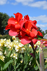 Cannova Bronze Scarlet Canna (Canna 'Cannova Bronze Scarlet') at Lakeshore Garden Centres