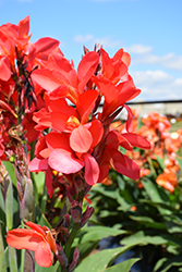 Cannova Red Shades Canna (Canna 'Cannova Red Shades') at Stonegate Gardens