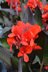 Cannova Bronze Scarlet Canna (Canna 'Cannova Bronze Scarlet') at Lakeshore Garden Centres
