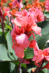 Toucan Coral Canna (Canna 'Toucan Coral') at Stonegate Gardens