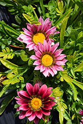 New Day Clear Pink Shades (Gazania 'New Day Pink Shades') at Stonegate Gardens