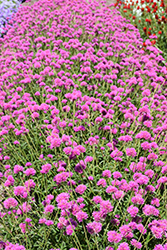 Truffula Pink Gomphrena (Gomphrena 'PAST0517E') at Stonegate Gardens