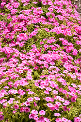 Gisele Pink Phlox (Phlox 'KAZI14750') at Stonegate Gardens