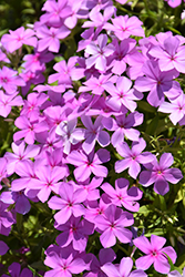 Gisele Light Violet Phlox (Phlox 'KAZI14828') at Stonegate Gardens