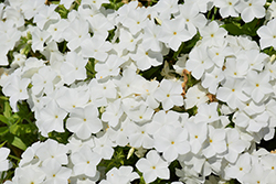 Intensia White Annual Phlox (Phlox 'DPHLOX866') at Stonegate Gardens