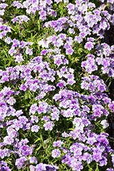 Phloxy Lady Purple Sky Annual Phlox (Phlox 'Phloxy Lady Purple Sky') at Stonegate Gardens